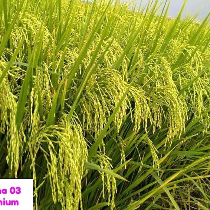 

Terlaris Benih Padi Arjuna 03 Premium