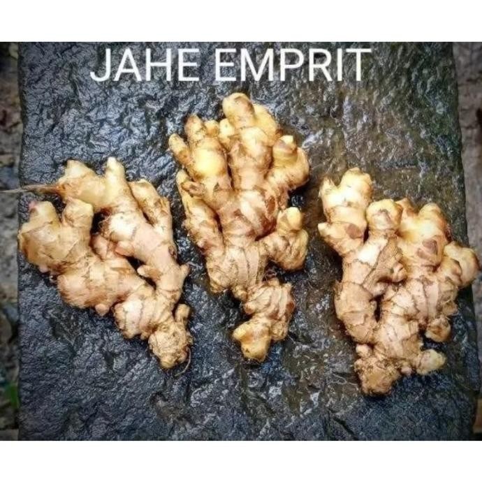 

Terlaris Bibit Jahe Emprit Super Tua Bertunas Berat 1 Kg