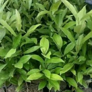 

Terlaris Bibit Daun Salam Bumbu Dapur