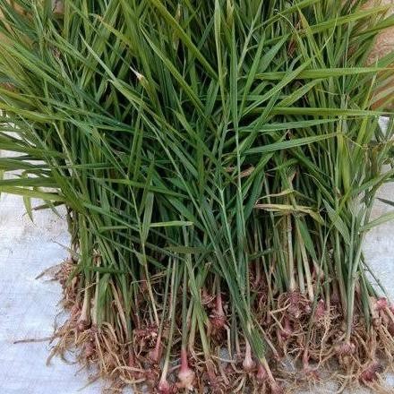 

Terlaris Best Bibit Tanaman Jahe Merah Super Unggul