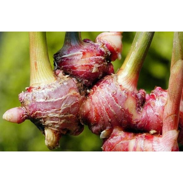 

Terlaris Best Product Bibit Jahe Merah (Isi 10 Pollybag)