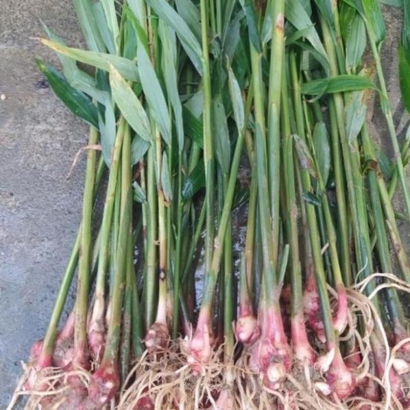 

Terlaris Bibit Jahe Merah / Obat Herbal 1 Bibit