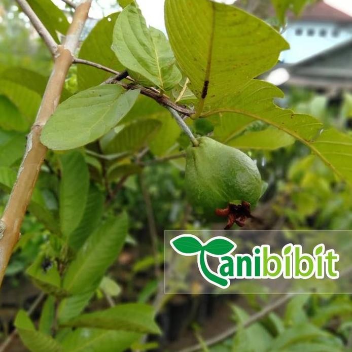 

Terlaris Bibit Tanaman Jambu Getas Merah