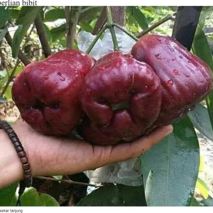 

Terlaris Bibit Buah Jambu Air Dalhari Cepat Berbuah Super Iiiii