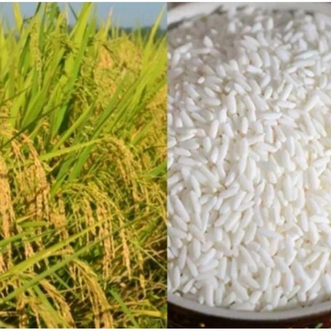 

Terlaris Promo 1 Kg Benih Padi Ketan Putih Grendel Super Terlaris Pak Achmad