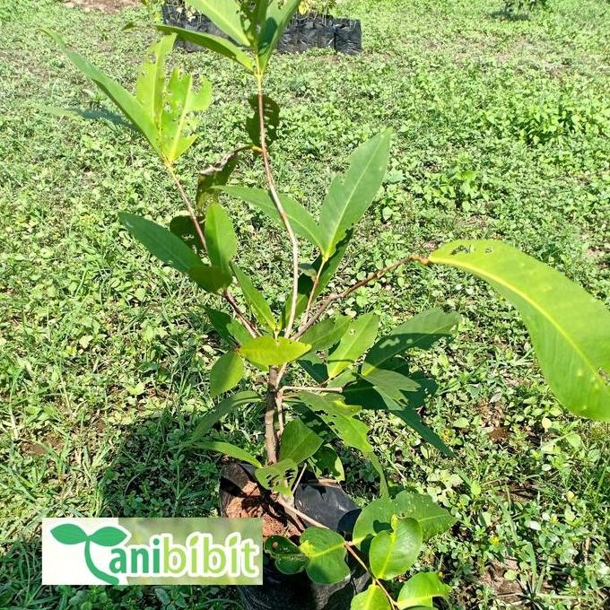 Terlaris Bibit Pohon Jambu Madu Dely/Jambu Madu Merah