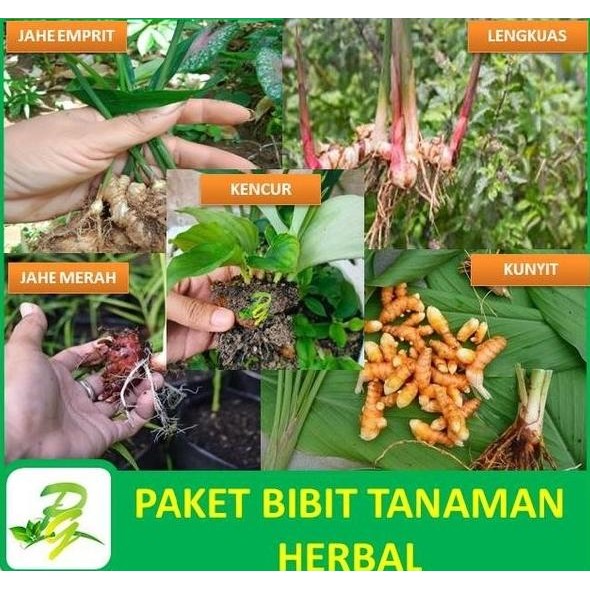 

Terlaris Peerina Paket Bibit Tanaman Herbal Jahe Merah Jahe Emprit Lengkuas/Laos Kunyit & Kencur