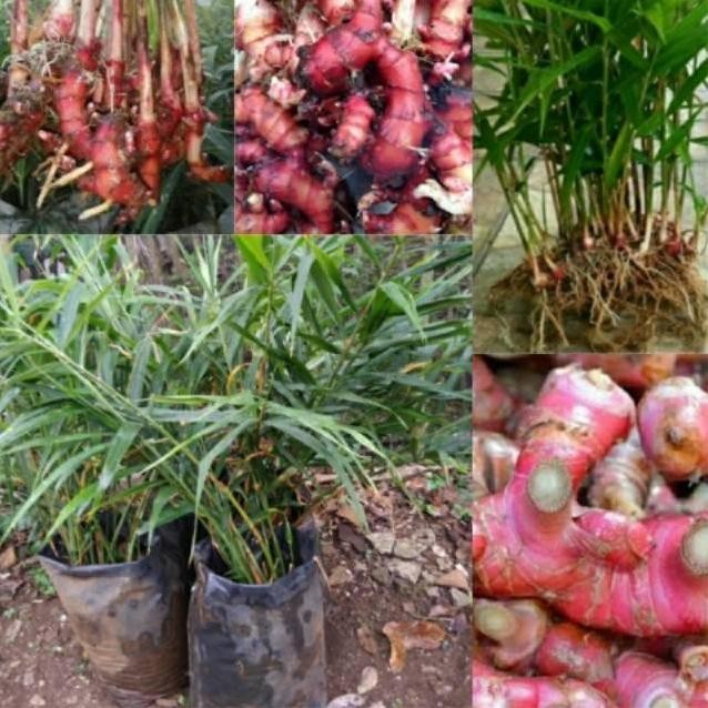 

Terlaris Bibit Tanaman Herbal Jahe Merah ( Paket Isi 10) Bibit