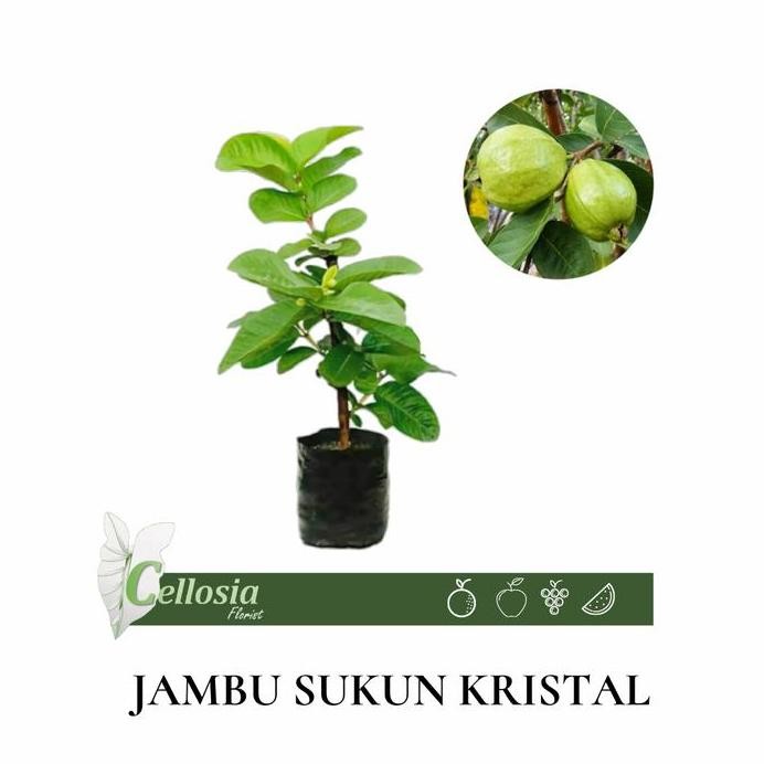 

Terlaris Bibit Tanaman Buah Jambu Sukun Kristal (Berbuah)