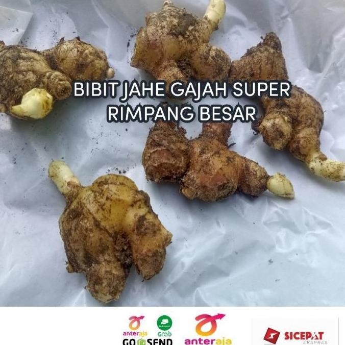 

Terlaris Baru! Bibit Jahe Gajah Putih Unggulan Siap Tanam/Tinggal Semai 1 Kg By Argoplantbag