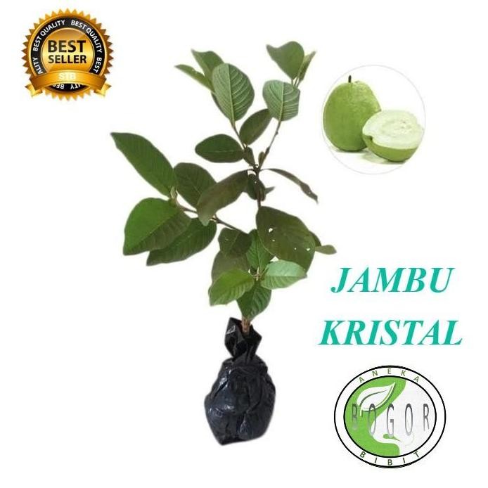 

Terlaris Bibit Pohon Tanaman Buah Jambu Kristal Siap Berbuah