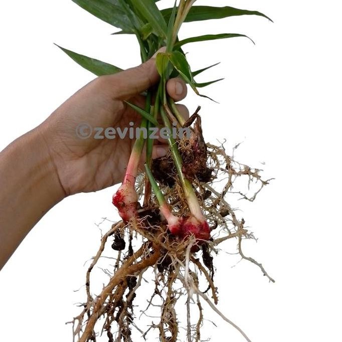 

Terlaris Bibit Jahe Merah Berakar