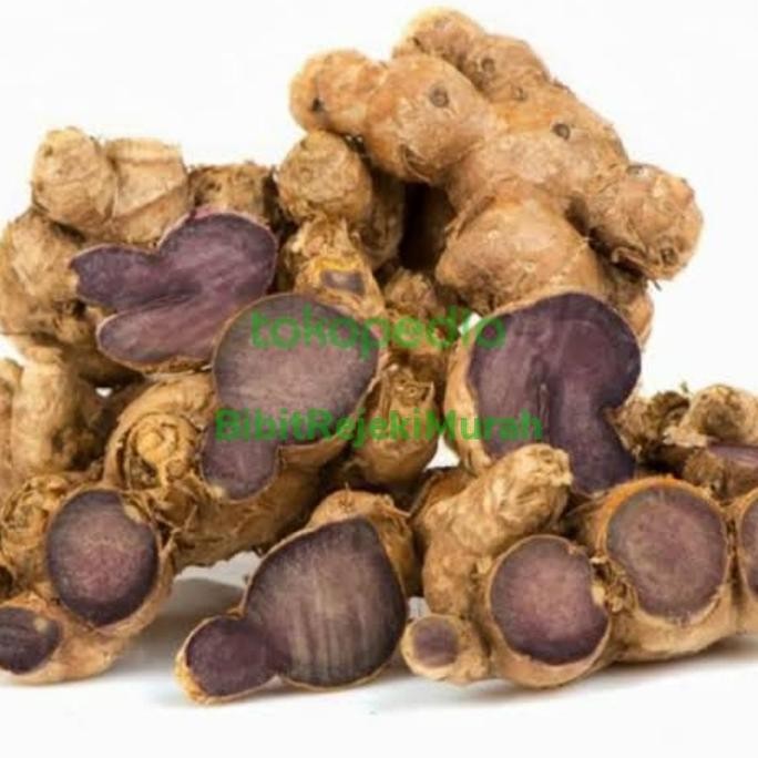 

Terlaris Grosir Bibit Tanaman Jahe Hitam Tinggi 50Cm