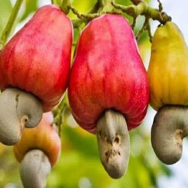 Terlaris Bibit Pohon Jambu Mete Jambu Monyet