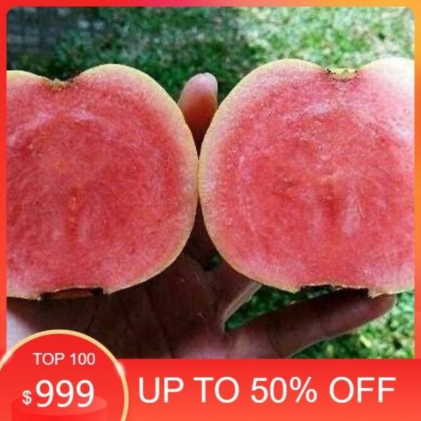 

Terlaris Bibit Tanaman Buah Jambu Kristal Merah Tinggi 60 Cm Bibit Hsl Okulasi.