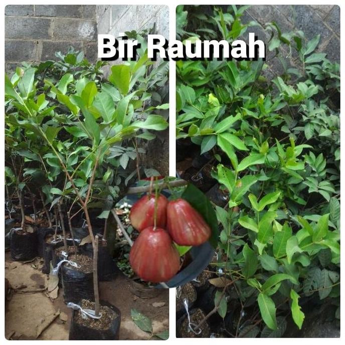 

Terlaris Bibit Pohon Jambu Air Dalhari