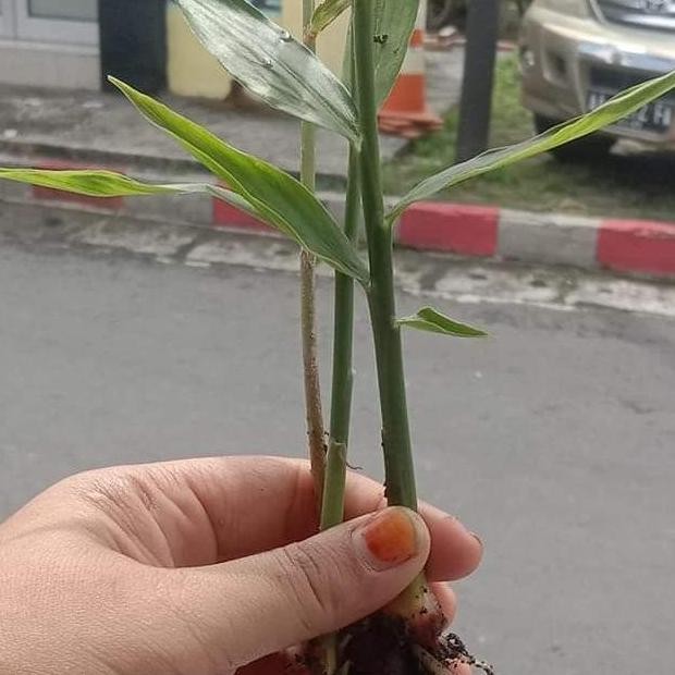 

Terlaris Bibit Jahe Merah Siap Tanam