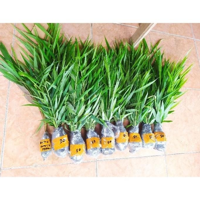 

Terlaris Bibit Jahe Gajah Hasil Semai Siap Tanam Paket( 350 Bibit)