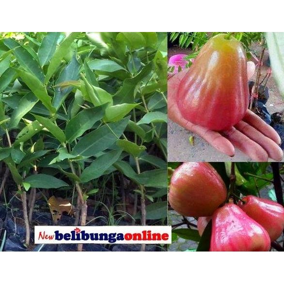 

Terlaris Bibit Tanaman Buah Jambu Bajang Leang-Bibit Jambu Air Bajang Leang