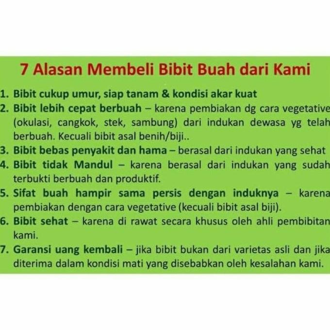 

Terlaris Bibit Daun Salam Untuk Bumbu Dapur Super Unggul
