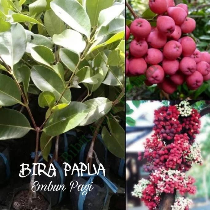 Terlaris Bibit Pohon Jambu Bira Papua