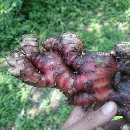 Terlaris Bibit Jahe Merah Rimpang