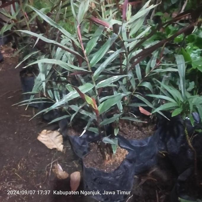 

Terlaris Bibit Tanaman Herbal Jahe Hitam