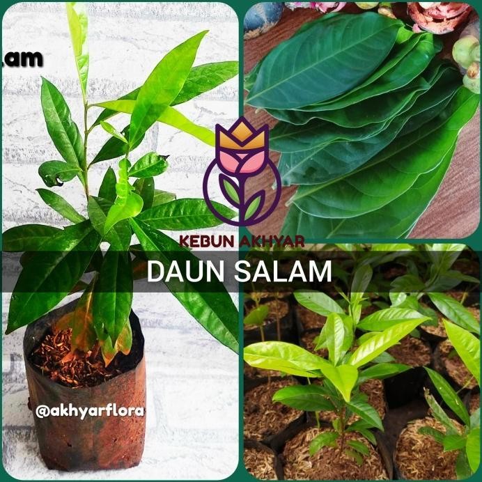 

Terlaris Tanaman Daun Salam Bibit Daun Salam Pohon Salam Bumbu Masak