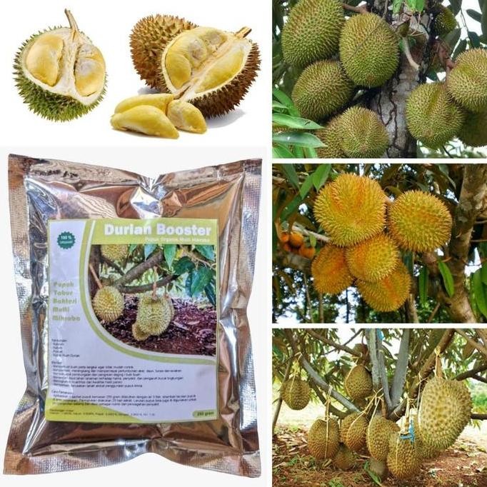 

Terlaris Pupuk Booster Durian Organik Agar Cepat Berbuah Lebat Vitamin Perangsang Pembuahan Buah Duren Saat Sedang Berbunga Pelebat Anti Rontok Ampuh Terbaik Aman Penyubur Pohon Pertumbuhan Batang Daun Tanaman Cangkok Okulasi Bibit Super Musang King