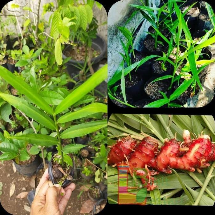 

Terlaris Bibit Jahe Merah Jahe Merah Unggul Tanaman Herbal