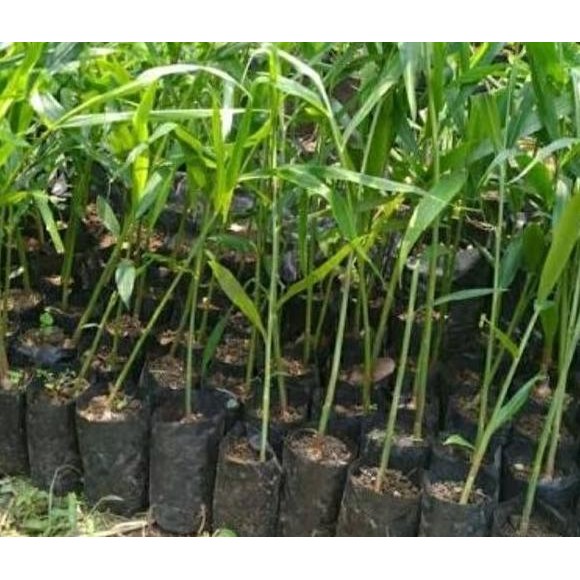 

Terlaris Bibit Pohon Jahe Merah Swbfqw 5960Ox