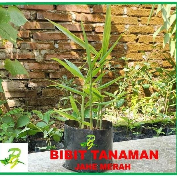 

Terlaris Bibit Tanaman Jahe Merah Fcgliu 6107Tq