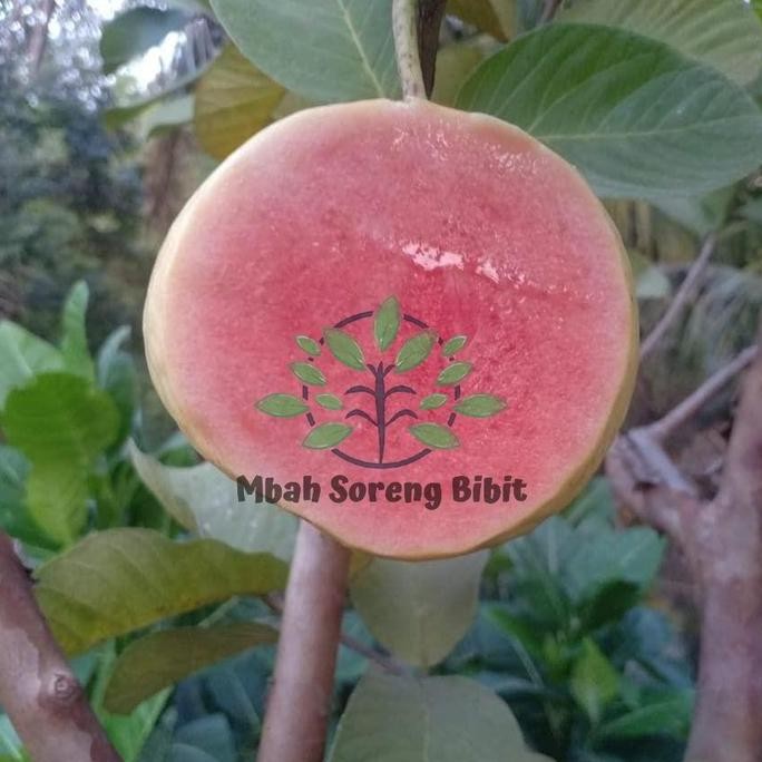 

Terlaris Bibit Jambu Kristal Merah Berbunga - Berbuah