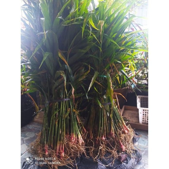 

Terlaris Bibit Jahe Merah Super Siap Tanam 1 Ikat Isi 250 Batang Limited