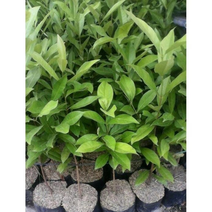 

Terlaris Terlaris Dan Terbaik Paket 5 Bibit Daun Salam