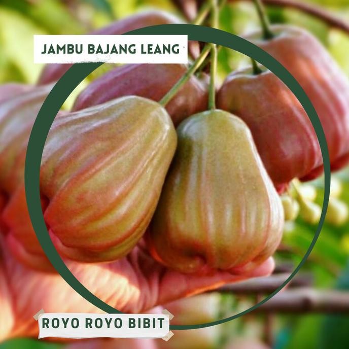 

Terlaris Bibit Jambu Air Bajang Leang Unggul