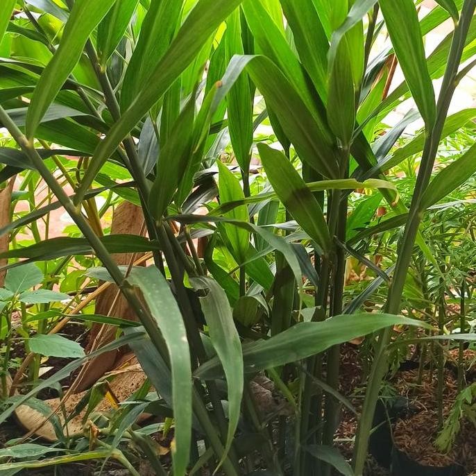 

Terlaris Bibit Tanaman Pohon Jahe Merah