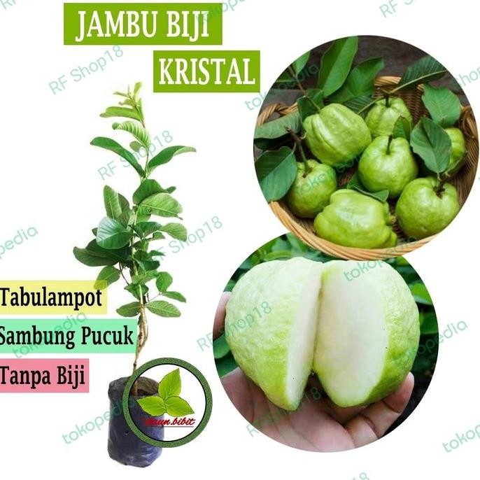 

Terlaris Promo!! Bibit Jambu Kristal Non Biji Siap Berbuah Bisa Tanam Dalam Pot