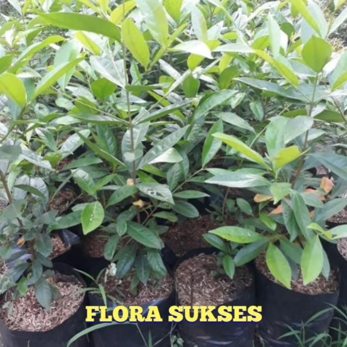 

Terlaris Bibit Tanaman Daun Salam Bibit Salam Bumbu Masak