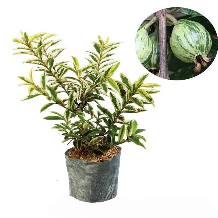 

Terlaris Bibit Jambu Kerikil Variegata / Bibit Buah / Tanaman