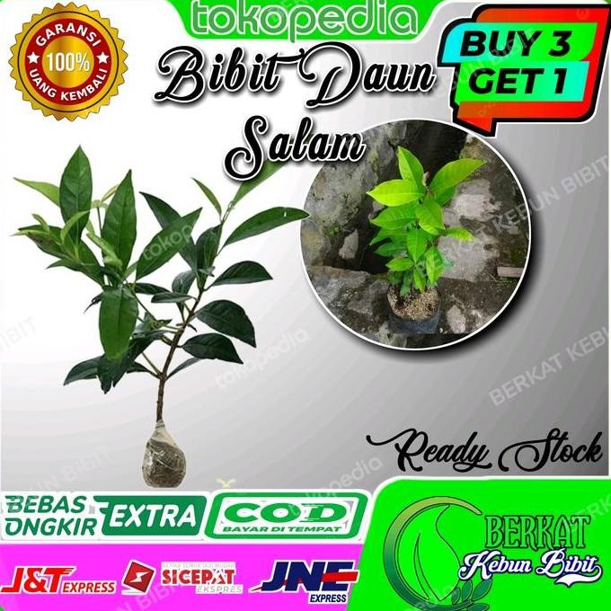 

Terlaris Bibit Daun Salam Masak