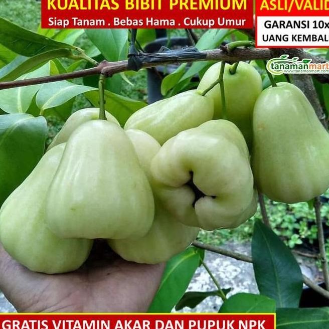 

Terlaris Bibit Tanaman Buah Jambu Air Madu Deli Hijau Unggul, , Bergaransi Az