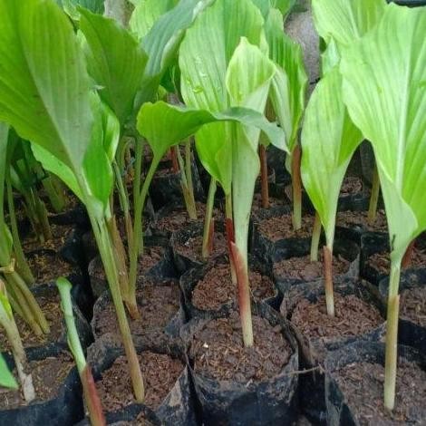 

Terlaris Bibit Kunyit Tanaman Kunyit Rempah Masak