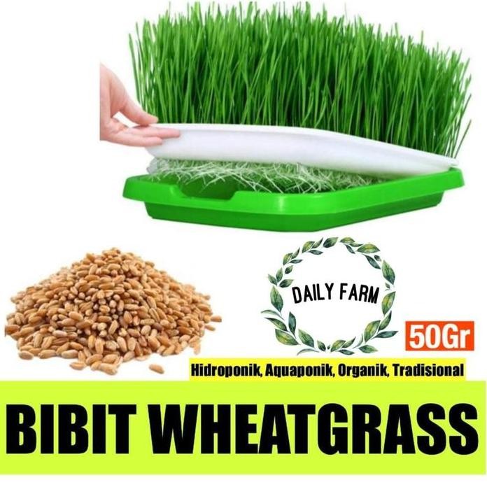 

Terlaris Benih Wheat Grass - Wheatgrass / Rumput Gandum / Import