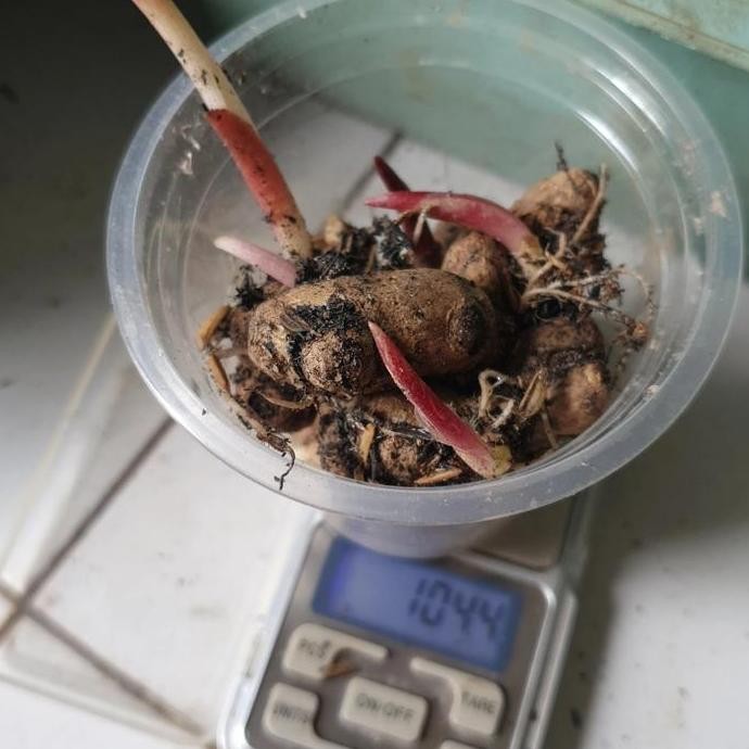 

Terlaris Bibit Rimpang Umbi Kunyit Hitam Bertunas