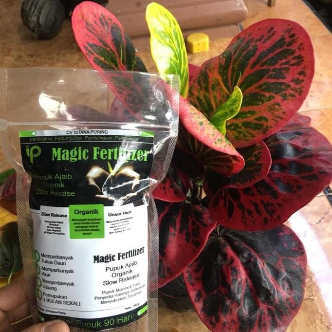 

Terlaris Pupuk Ajaib Tanaman Hias Organik, 90 Hari Sekali Pupuk, Netto 250 Gram