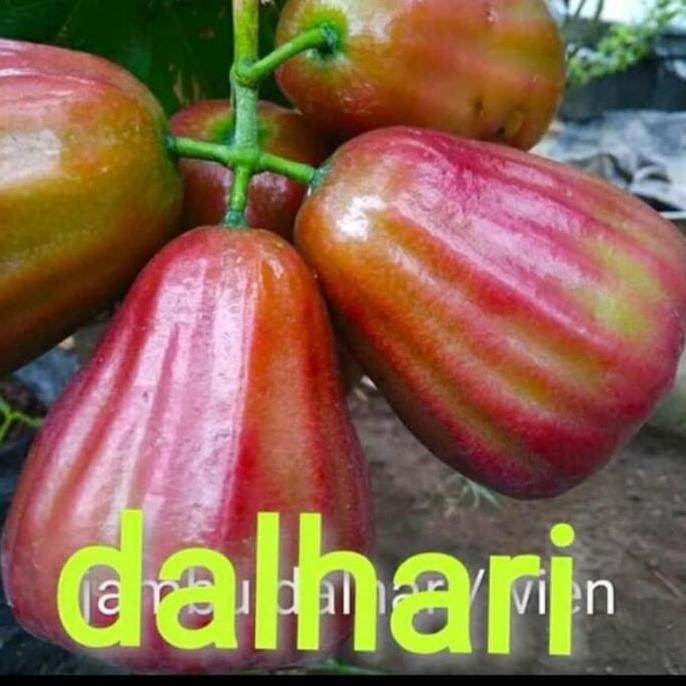 

Terlaris Bibit Buah Jambu Air Dalhari