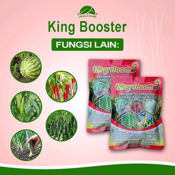 

Terlaris Pupuk Terbaik..!! King Booster 150Gram Di Formulasikan Khusus Untuk Pembesaran Buah Padi & Jenis Buah Buahan Lainnya
