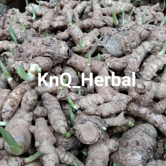 

Terlaris Bibit Unggul Kunyit Rimpang Kunir Bertunas Original Siap Tanam 1Kg