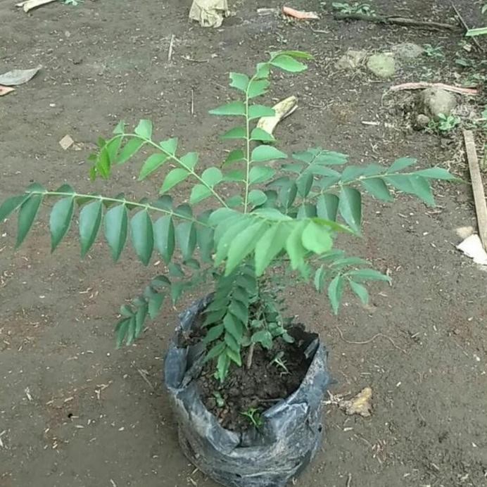 

Terlaris Bibit Tanaman Salam Koja/Tanaman Daun Kari